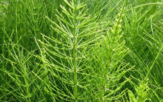 Medicinal properties, photo of northern horsetail (field) and contraindications