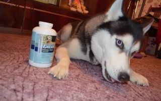 What vitamins do husky need: for wool, with natural nutrition