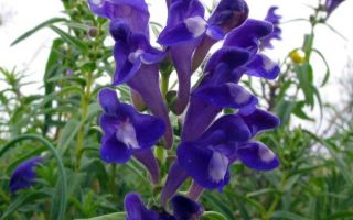 Baikal skullcap: healing properties, application and reviews