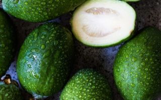 Is feijoa possible with breastfeeding