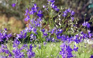 Rumput pucuk (larkspur): sifat perubatan dan kontraindikasi