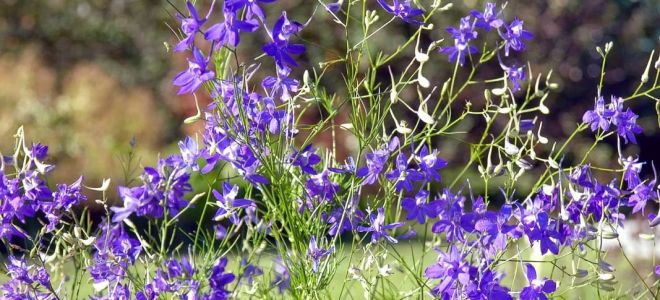 Herba Spurnik (larkspur): sifat perubatan dan kontraindikasi