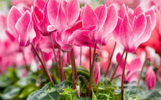 Cyclamen: sifat perubatan, petunjuk penggunaan, foto