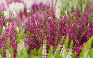 Heather: useful properties, contraindications, photo of the plant, from which it helps