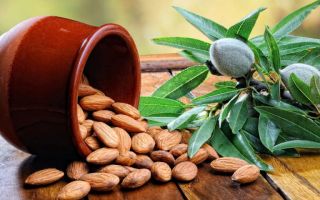 Why almonds are useful, properties and contraindications