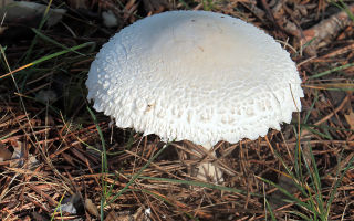 Umbrella mushrooms are variegated: how are they useful, collection time