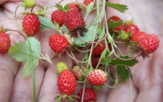 The healing properties of wild strawberries and contraindications