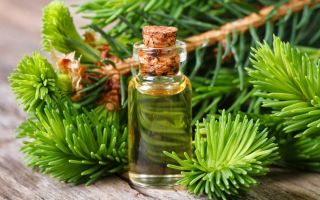 The healing properties of fir oil, use and contraindications