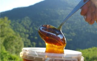 Why is mountain honey useful, composition and its properties?