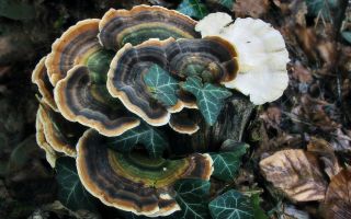 Proprietățile vindecătoare ale ciupercii de tinder multicolor (trametes)