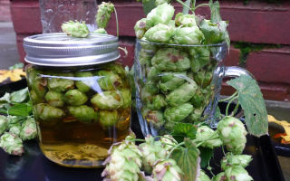 Hop cones: useful properties and contraindications