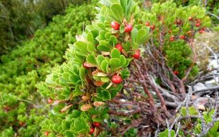 Sifat perubatan dan penggunaan telinga beruang (bearberry)