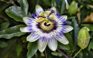 Passionflower (passionflower): faedah dan keburukan, arahan penggunaan