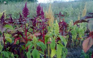 Amaranth: sifat berguna dan kontraindikasi, cara pengambilan