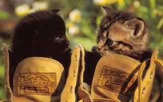 How to remove cat urine smell from shoes