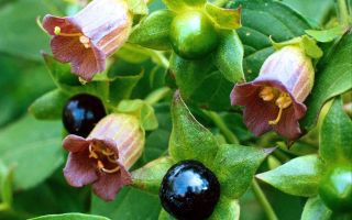 Belladonna herb: medicinal properties, photo, application, contraindications