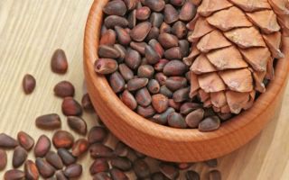 Pine nuts: useful properties and contraindications, calorie content, composition