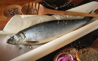 The benefits and harms of herring for the body, reviews