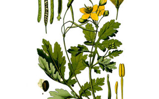 Celandine: benefits and harms, medicinal recipes, instructions