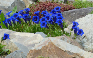 Gentian: medicinal properties and contraindications