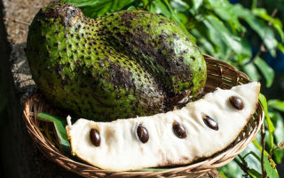 Guanabana: foto buah, faedah dan keburukan