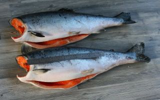 Coho salmon: benefits and harms, calorie content, contraindications