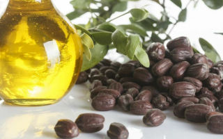 Properties and uses of jojoba essential oil