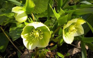 Caucasian hellebore: application and contraindications, doctors' reviews