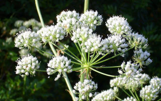 Hemlock: medicinal properties and use, reviews