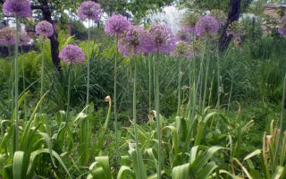 Useful properties of Anzura (Suvorov) onion and garlic and contraindications