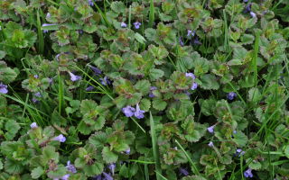 Budra herbs: mga nakapagpapagaling na katangian at contraindications, larawan