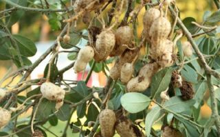 Mengapa kacang berguna untuk badan