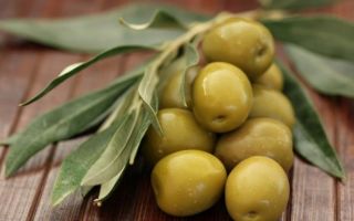 Why olives are useful, properties and calorie content