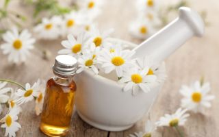 Chamomile: sifat berguna dan kontraindikasi, cara pembuatannya