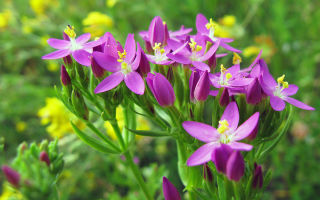 Centaury: medicinal properties and contraindications, plant photo