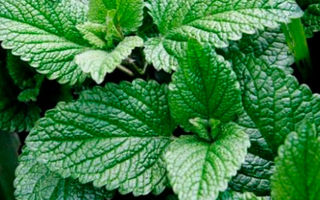 Useful properties of mint and contraindications, application