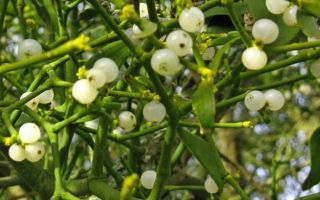 White mistletoe: medicinal properties and contraindications, reviews of doctors