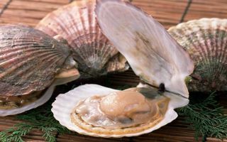 Scallop: what is useful, contraindications