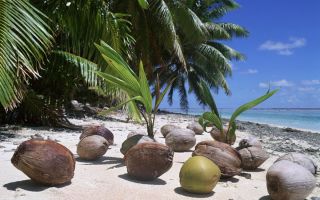 How is coconut useful, properties, calorie content, how to split