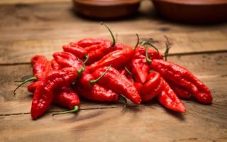 Chili pepper: benefits and harms, properties, how to eat