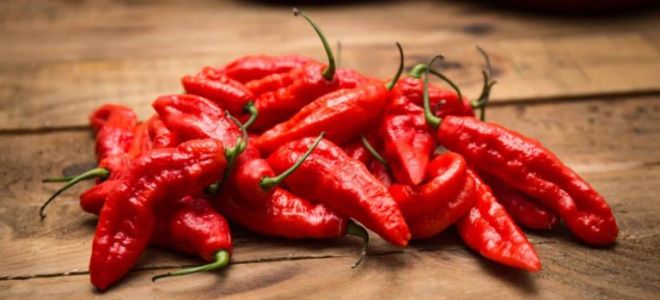 Chili pepper: benefits and harms, properties, how to eat