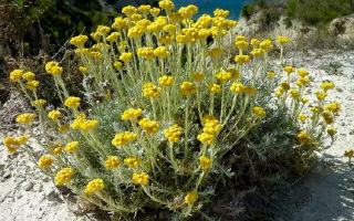 Ang mga nakapagpapagaling na katangian ng cmin (immortelle) na halamang gamot at mga kontraindiksyon