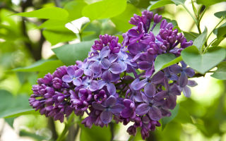 Lilac: properties and contraindications, from which tincture helps