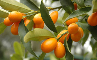 Kumquat: useful properties and contraindications