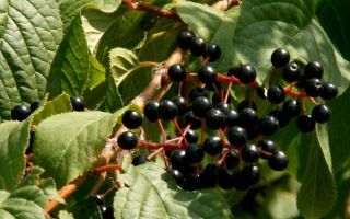 How to remove a bird cherry stain: the best ways