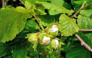 Hazel (hazel): useful properties and contraindications