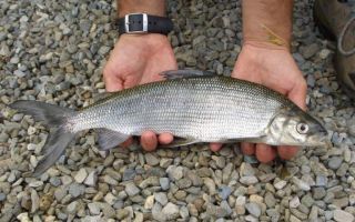 Whitefish fish: useful properties and preparation