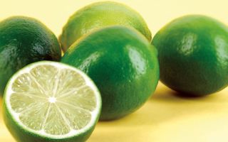 Lime: useful properties and contraindications