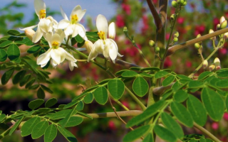 Moringa powder: properties and application, reviews