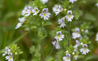 Eyebright: proprietăți medicinale și contraindicații, compoziție, instrucțiuni de utilizare, recenzii ale medicilor, fotografii